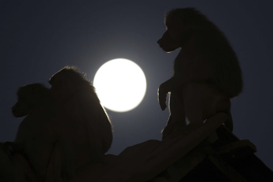 Les plus belles images de la &quot;lune de sang&quot;