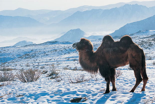 Un chameau dans la neige