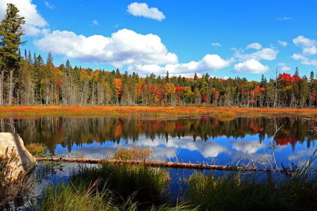 Les forêts du Québec