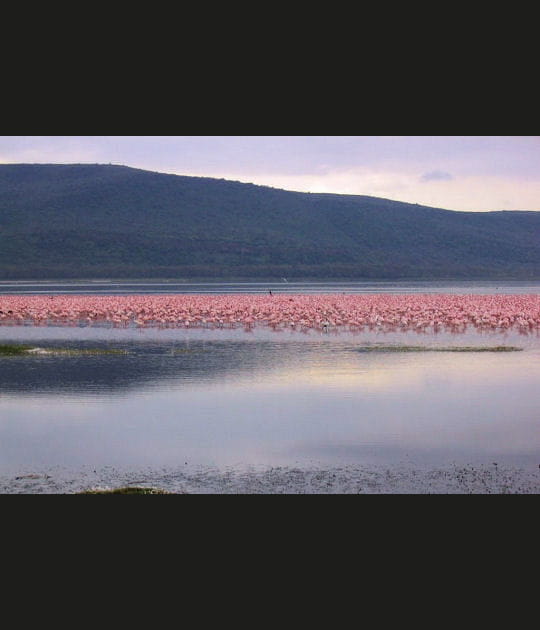 Lac et flamants roses par milliers