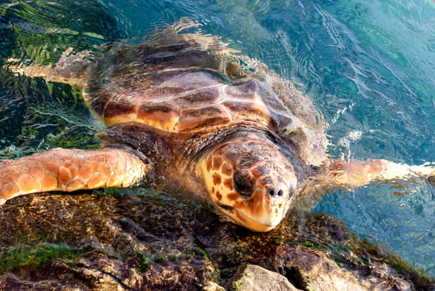 Ebodjé : le paradis des tortues marines