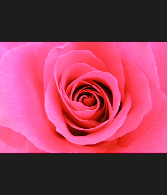 C&oelig;ur de rose