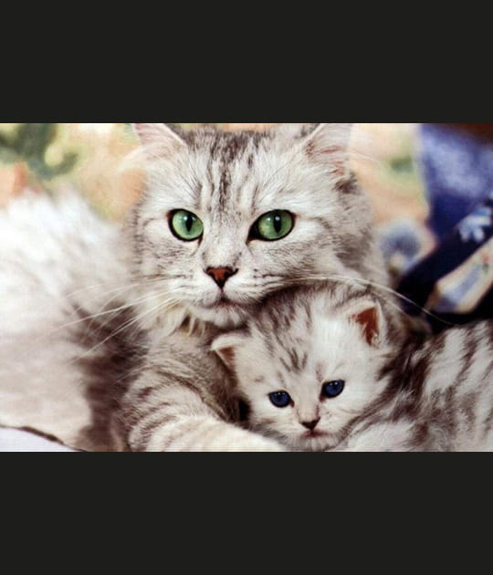 Chatte et chaton