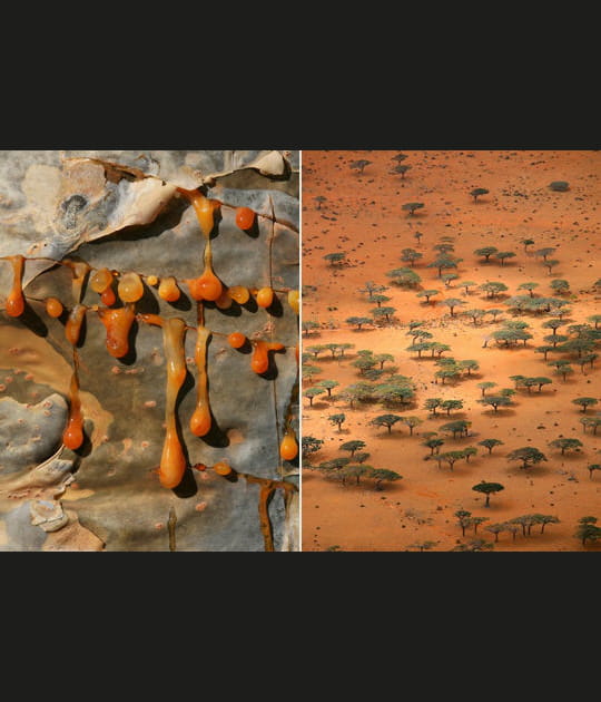 L'arbre &agrave; encens