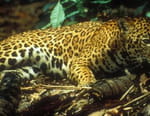 Destination Wild : Amazonie