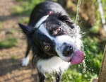 Animaux à adopter : nouvelle famille pour une nouvelle vie