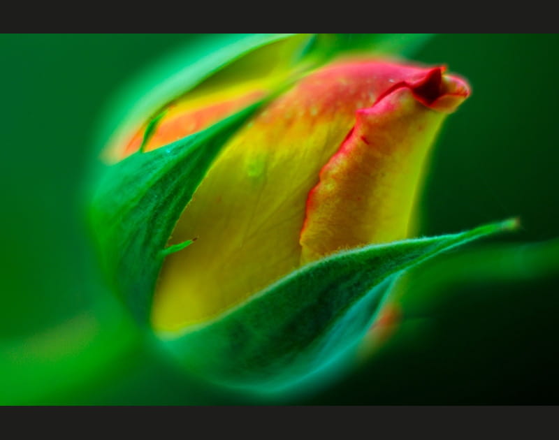 Sweet Rose