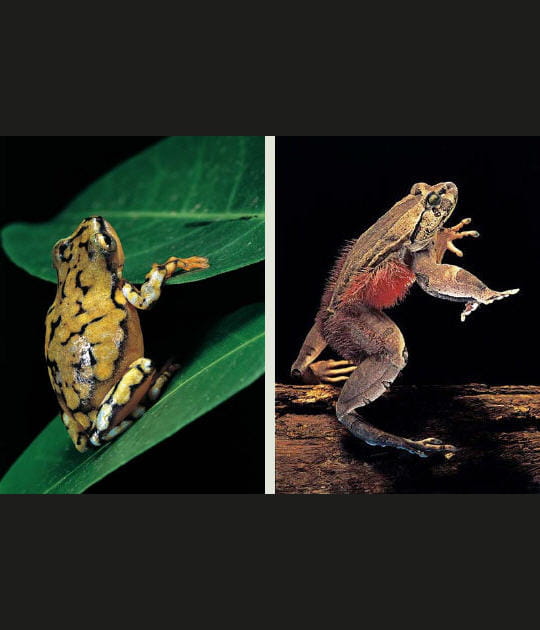 Grenouille des roseaux et grenouille velue