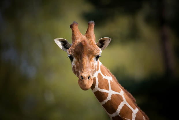 La Girafe d'Afrique
