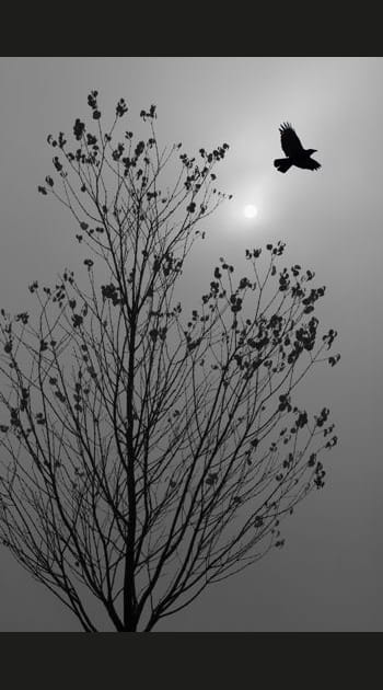 A La Roche (Loz&egrave;re) : des oiseaux morts