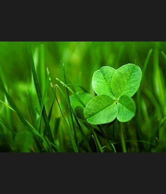 Le bonheur est dans la Galerie