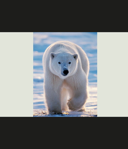 Ours polaire