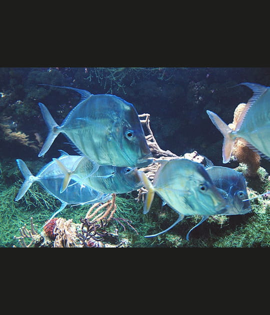 L'aquarium de La Rochelle