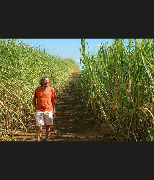 Antoine dans les champs de canne &agrave; sucre