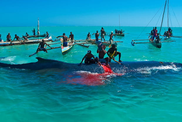 Pêche à la baleine