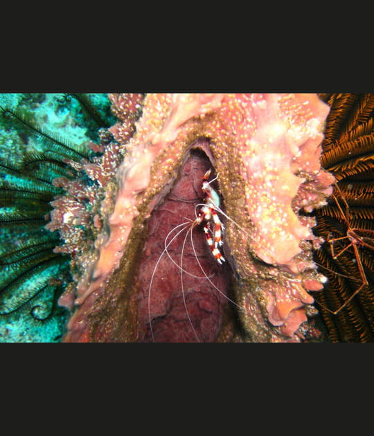 Crevette nettoyeuse attend poisson