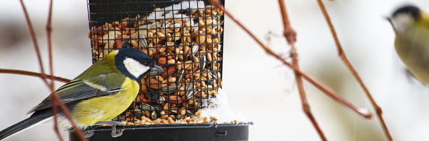 Ne donnez pas ces aliments aux oiseaux&nbsp;! Voici ceux qu'il faut privil&eacute;gier