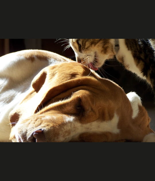 Chien et chat
