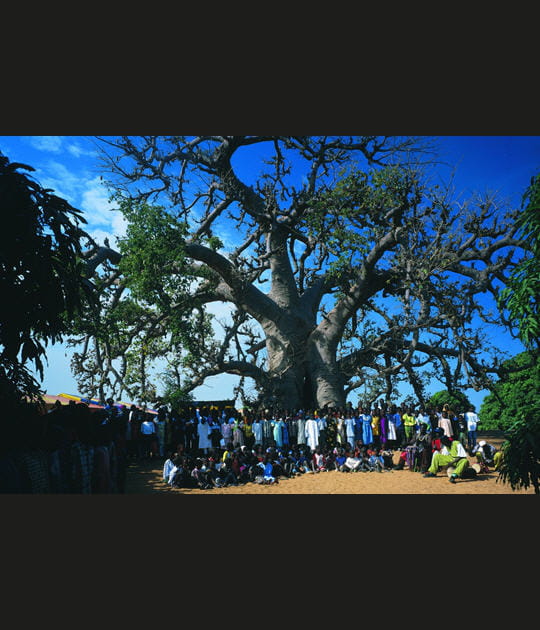 Le baobab de Diass, S&eacute;n&eacute;gal