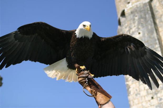 Les acrobaties des Géants du ciel