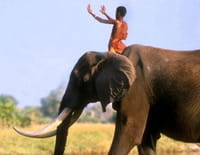 Le maître des éléphants