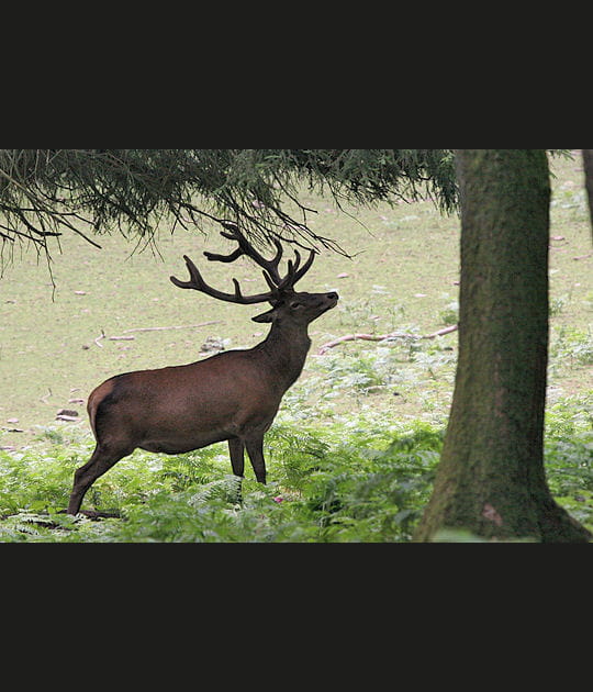 Le brame du cerf