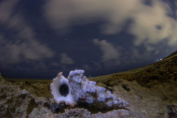 Mon oreille est un coquillage