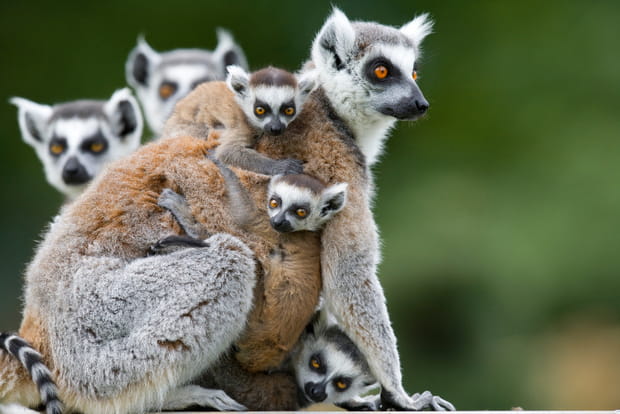 Les Varis en famille