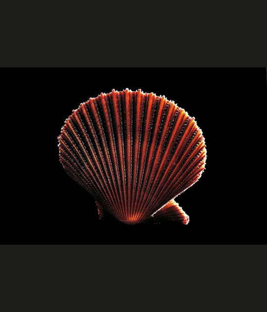 Coquillage Chlamys asperrima