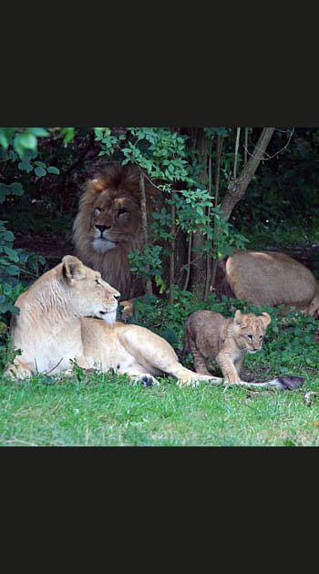 La cr&egrave;che des lionnes