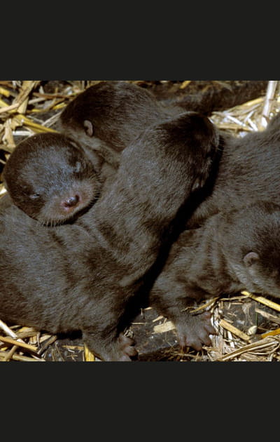 Les b&eacute;b&eacute;s loutres