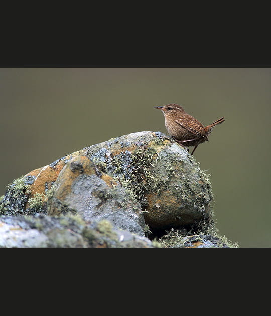 Tout petit