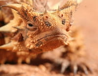 Top 10 des animaux : Armes de défense