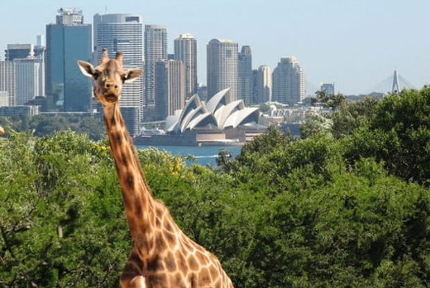 16h : une girafe pose au zoo de Sydney