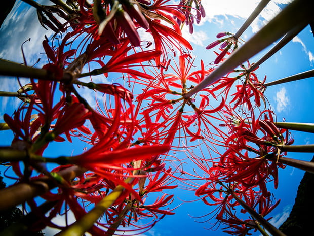 De magnifiques amaryllis au Japon