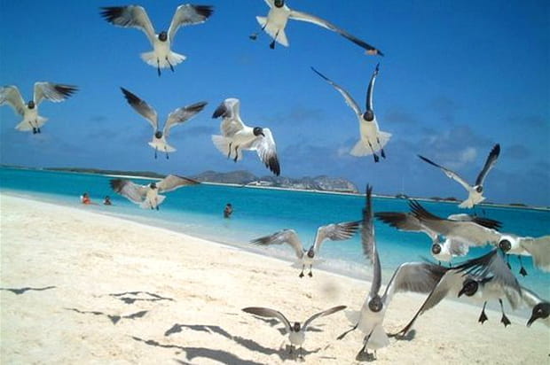 Mouettes sur la mer