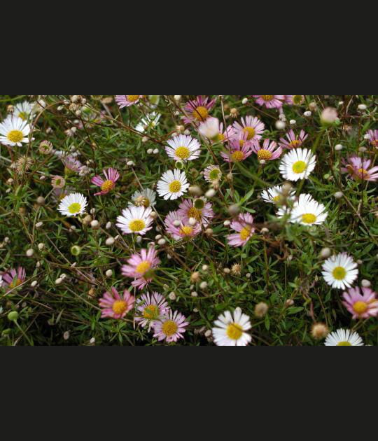 Buisson fleuri