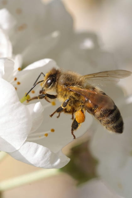 Les abeilles sont n&eacute;cessaires &agrave; l'environnement,