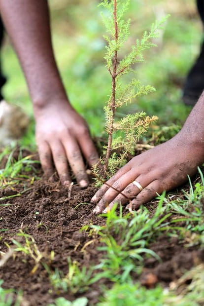 Le grand cru Bukeela
