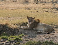 Un matin sur Terre : Zambie, au coeur de la savane