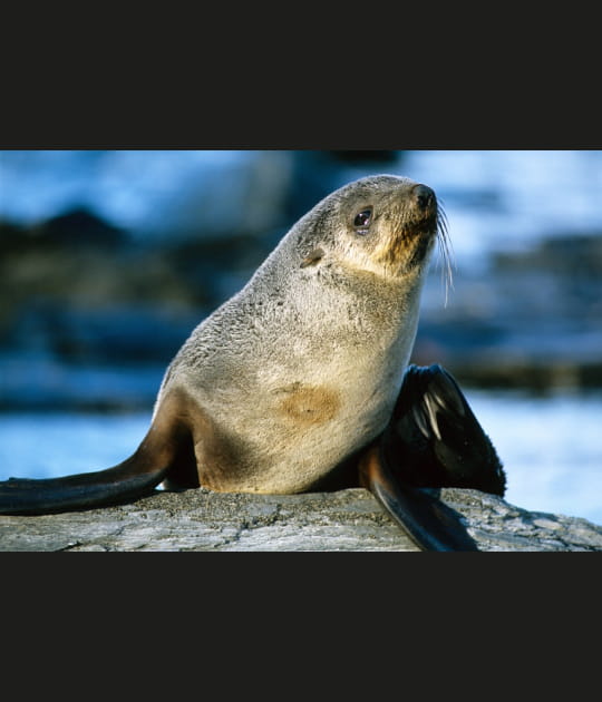 Le regard de l'otarie en Antarctique