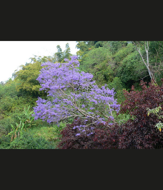 Le flamboyant bleu