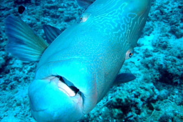 Face à face avec Napoléon