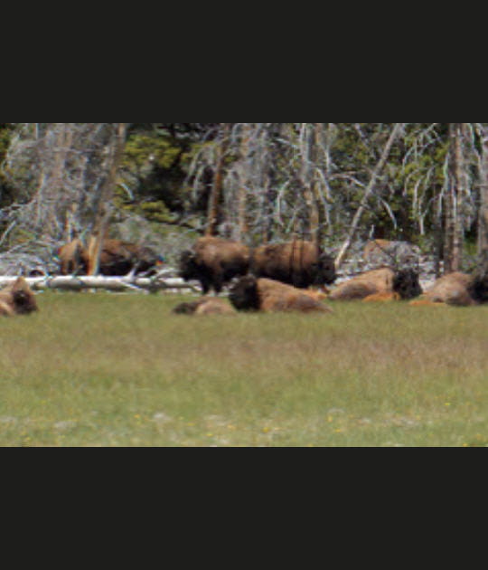 Au plus pr&egrave;s des bisons