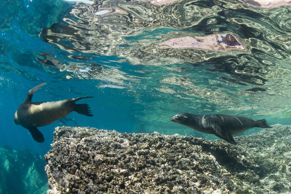 Les &icirc;les Galapagos