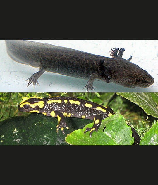 Un &quot;poisson&quot; qui deviendra amphibien