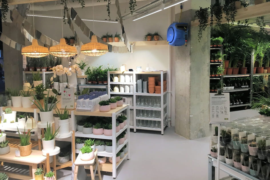 Des plantes pour la maison