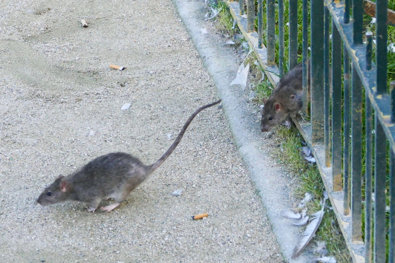 La rats à l'assaut d'une commune de Seine-et-Marne, elle a un sérieux problème avec les déchets