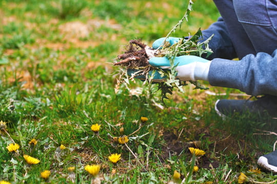 C'est la meilleure façon de se débarrasser définitivement des mauvaises herbes dans un jardin