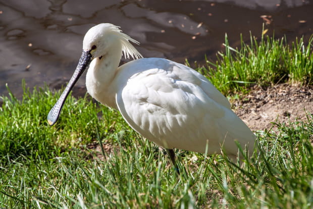 La spatule blanche au parc naturel régional de Brière